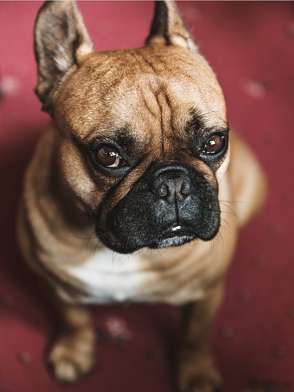 Infos hôtel Heimspitze ☛ Gargellen Infos hôtel Heimspitze ☛ Gargellen