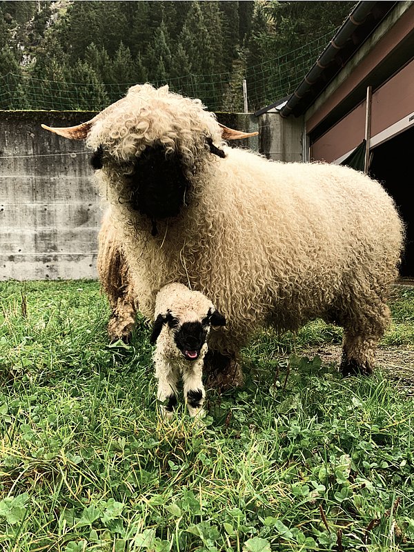 From the hotel to the mountains: hiking holiday Montafon