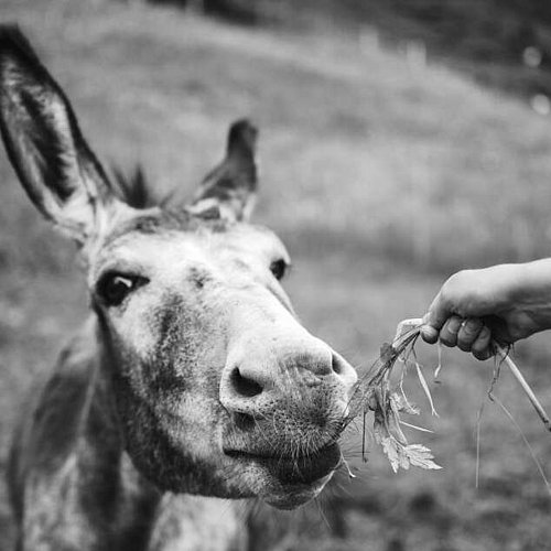 De l’hôtel dans les montagnes . randonnées Montafon